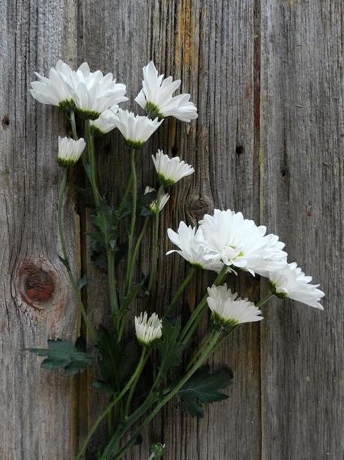 DAISY  WHITE POMPONS